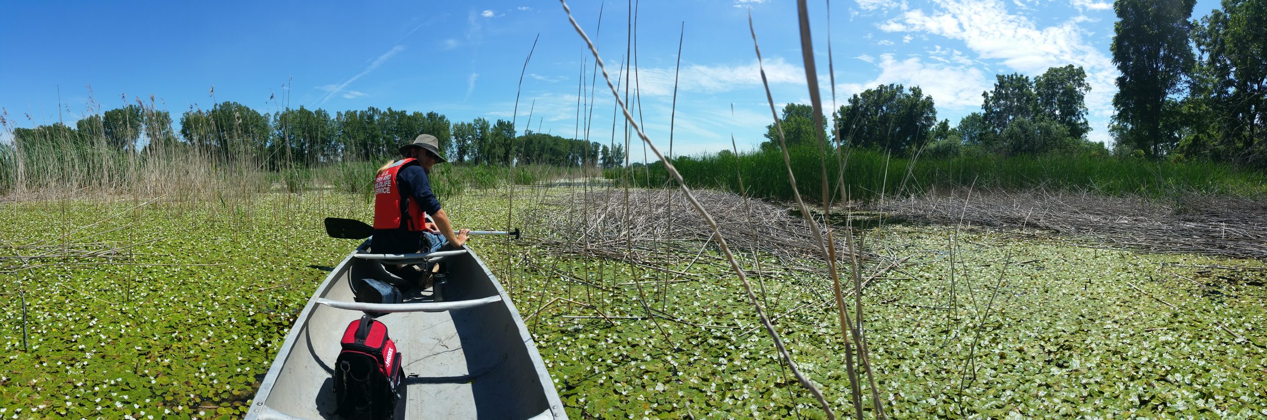 European frog-bit amid managed Phragmites stands