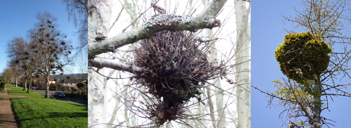 Examples of witches' brooms in trees