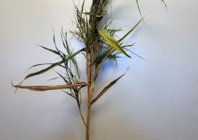 Dried invasive Phragmites australis specimen exhibiting witches’ broom, where many leaves emerge from a node on the stem. Credit: Taaja Tucker-Silva, U.S. Geological Survey.
