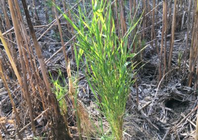 Invasive Phragmites australis specimen exhibiting witches’ broom, where many leaves emerge from a node on the stem. Credit: Dan Engel, contractor to the U.S. Geological Survey.