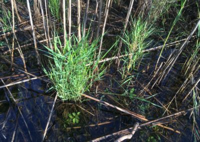 Invasive Phragmites australis exhibiting witches’ broom growth pattern in aquatic environment. Credit: Dan Engel, contractor to the U.S. Geological Survey.