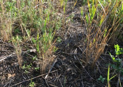 Invasive Phragmites australis exhibiting witches’ broom formation, where many small stems emerge from a rhizome node. Credit: Dan Engel, contractor to the U.S. Geological Survey