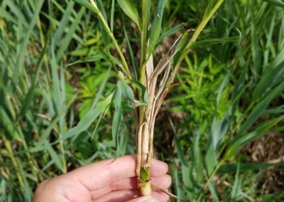 Invasive Phragmites australis plant exhibiting witches’ broom formation, where many small stems emerge from a rhizome node. In the Phragmites Adaptive Management Framework monitoring protocol, this would be counted as a single stem. Credit: Great Lakes Phragmites Collaborative.