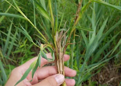 Invasive Phragmites australis plant exhibiting witches’ broom formation, where many small stems emerge from a rhizome node. In the Phragmites Adaptive Management Framework monitoring protocol, this would be counted as a single stem. Credit: Great Lakes Phragmites Collaborative.