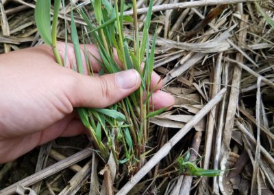 Young invasive Phragmites australis exhibiting witches’ broom formation, where many small stems emerge from a rhizome node. Credit: Great Lakes Phragmites Collaborative.