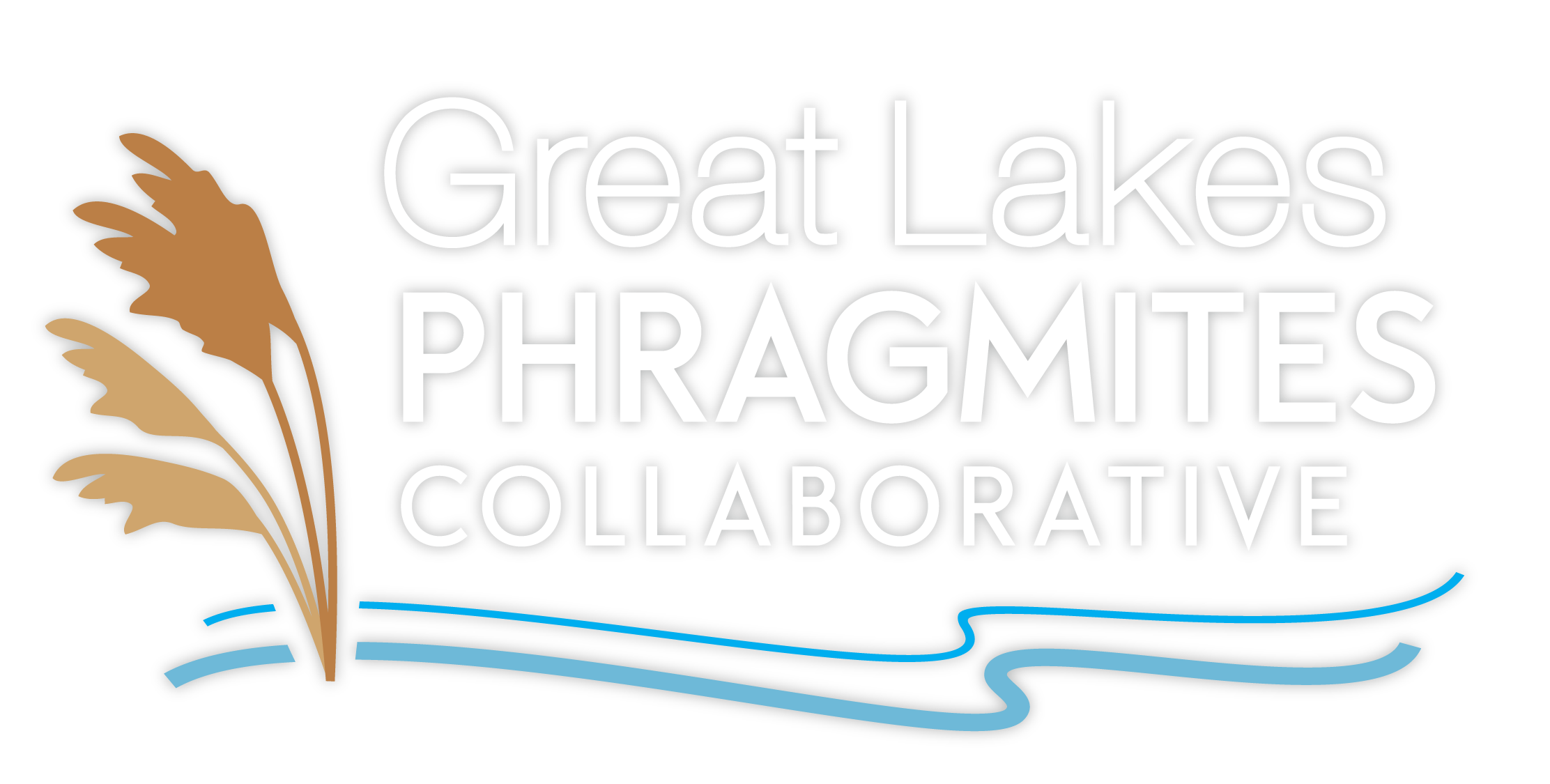 Great Lakes Phragmites Collaborative