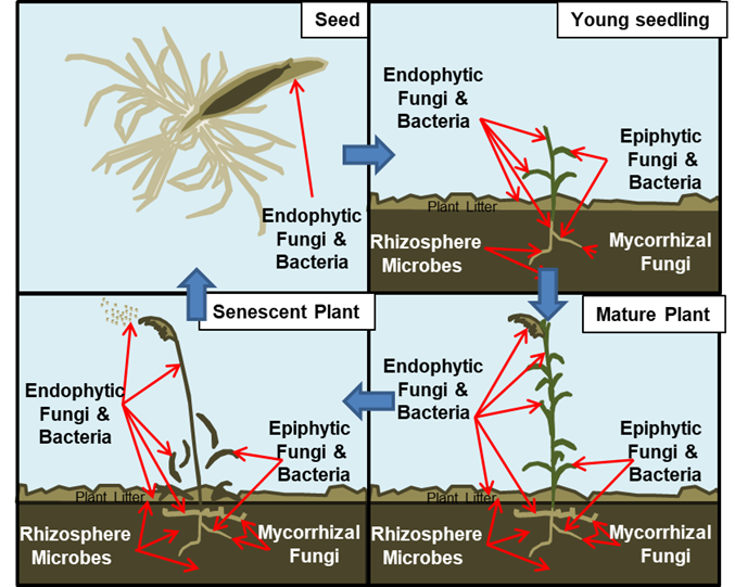 Phragmites plants associate with microbes at all growth stages. Some microbes directly impact plant performance positively by increasing access to nutrients or improving defenses, or negatively through pathogenesis, Others may have indirect effects by releasing nutrients as decomposers of dead litter (Kowalski et al. 2015).