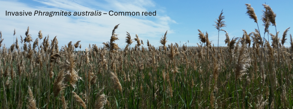 Phragmites australis - the invasive common reed