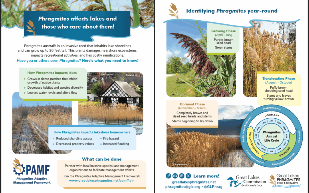 Great Lakes Commission Phragmites Lake Association flyer